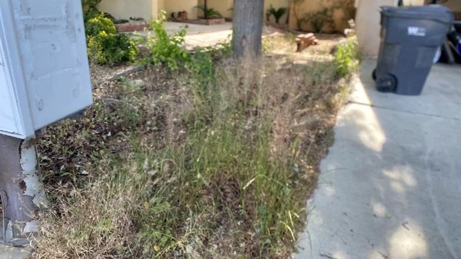 Quartz Hill planter bed before cleanup with dry weeds, brush, sticks, and yard waste along the walkway.